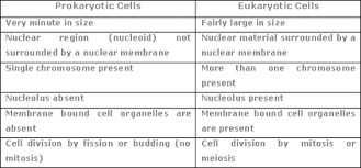 Eukaryotic And Prokaryotic Cells Kaleahrvhs Weebly Com