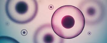 New Stem Cell Treatment Using Fat Cells Could Repair Any Tissue In The Body