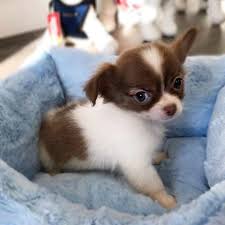 Maybe you would like to learn more about one of these? Visit Our Chihuahua Puppies For Sale Near West Palm Beach Florida