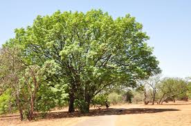 Image result for Ekebergia