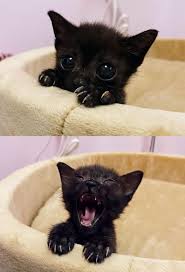 The Smallest Yawn In 2020 Yawning Animals I Love Cats