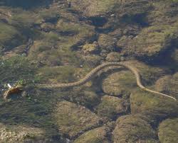 Image result for ZMIJA