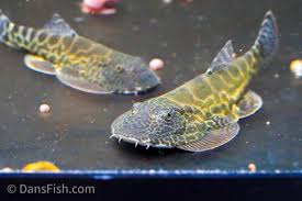 Image result for Phyllorachis