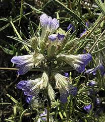 Image result for Blepharis swaziensis