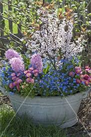 Alte Zinkwanne Mit Fruehlingsbluehern Bepflanzt Bild Kaufen Friedrich Strauss Gartenbildagentur Zinkwanne Bepflanzen Gartenbilder Bepflanzung