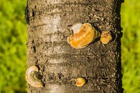 Image result for Phellinus pomaceus