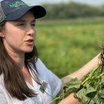 Canola growers face potential new pests and insecticide loss