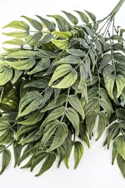 Image result for Smilax