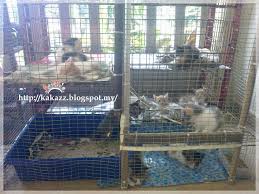 Bagaimana cara merawat kucing anggora ini? Cara Buat Sangkar Kucing Guna Paip Pvc Pagar Rumah