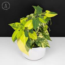 Image result for Fallopia