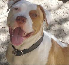 Black And White American Bulldog Mix Suki The Tan And White American Bulldog Sitting In Sandy Gravel With Its Mouth Open And Its Tongu American Bulldog Dog Breeds Pictures American Bulldog Puppies