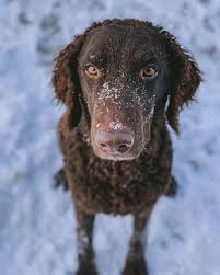 Image result for curly coated retrívr