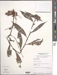 Image result for Stanfieldiella imperforata