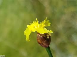 Image result for Xyris capensis