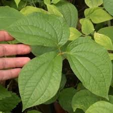 Image result for Dioscorea dregeana