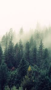 Beautiful Hd Pinterest Forests Google Search Tree Wallpaper Iphone Nature Iphone Wallpaper Nature Wallpaper