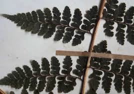 Image result for Microlepia speluncae