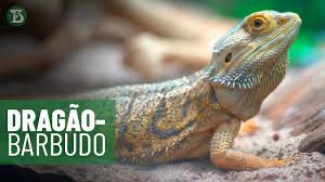 Dragões barbudos são criaturas solitárias e só se juntam para acasalar na maior. Instituto Butantan Dragao Barbudo Facebook