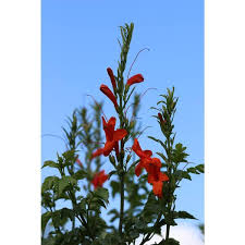 Image result for Tecomaria