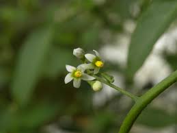 Image result for Solanum americanum