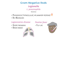 Image result for Legionella
