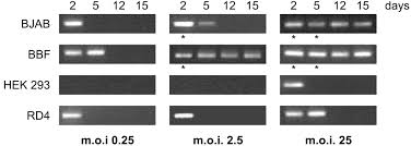 Check spelling or type a new query. Use Of A Bjab Derived Cell Line For Isolation Of Human Herpesvirus 8 Journal Of Clinical Microbiology