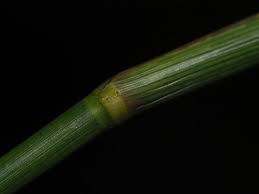 Image result for Hemarthria