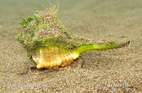 Image result for Micractis bojeri