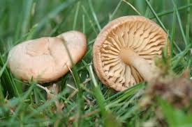 Image result for Marasmius opacus