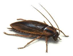 What Do Baby Cockroaches Look Like Orkin Canada