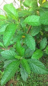 33 khasiat dan manfaat daun seledri untuk kesehatan. Daun Bismillah Segar Khasiat Pokok Herba Malaysia