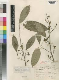 Image result for Uvariastrum