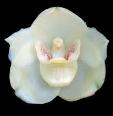 Holy Ghost Orchid Magnificent Holy Spirit Orchid Richard Bejarano Beautiful Orchids Orchids Orchid Flower