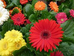 Gerbera Evergreen Perennial Indoor Flowering Plants Trees To Plant Gerbera Daisy