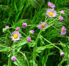 Image result for Erigeron steudelii