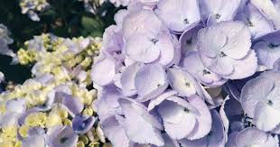 There are up to 500 species of flowers that fall under the umbrella of violas, including both annuals and perennials. Cool Facts About Hydrangeas Bouqs Blog