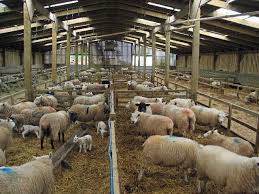 Lamb Barn Ahir Planlari Hayvan Barinagi Ciftlikler