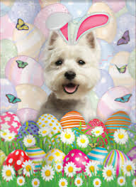 Newfoundland people, happy Easter from this pony