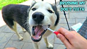 We did not find results for: Trying To Brushing My Dog S Teeth Youtube