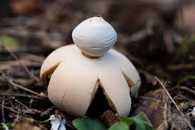 Image result for Geastrum triplex