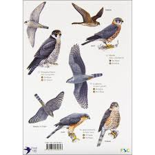 Small British Birds Of Prey Images Image From Http Shopping Rspb Org Uk Media Catalog Product Cache 1 Image 9df78eab33525d08d6e5fb8d27136e95 R 0 R029216 A Jpg