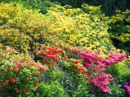 Best Shrubs As Companion Plants For Azaleas And Rhododendrons Azaleas Landscaping Plants Winter Flowering Shrubs