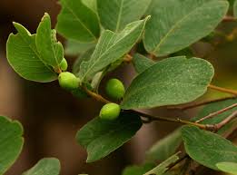 Image result for Bridelia mollis