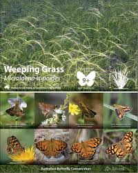 Image result for Sorghastrum stipoides