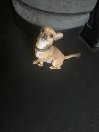 We did not find results for: Warning After Tiny Dog Attacked In Westhoughton Park The Bolton News