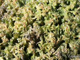 Image result for Tristicha trifaria