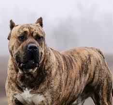 Everything about pitbull and bully dog breeds. Perro De Presa Canario Vs American Bully Breed Comparison