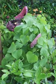 Image result for Aristolochia littoralis