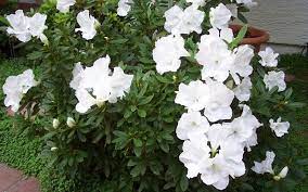 Alaska Azalea Azalea Shrub Charleston Gardens Azaleas
