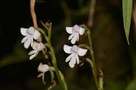 Image result for Cynorkis debilis